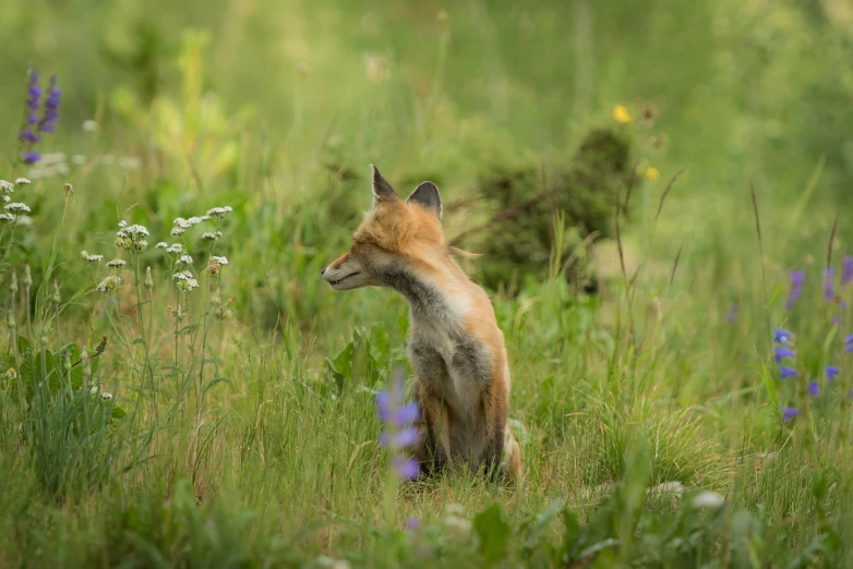 an adult fox stands in tall grass in the wild