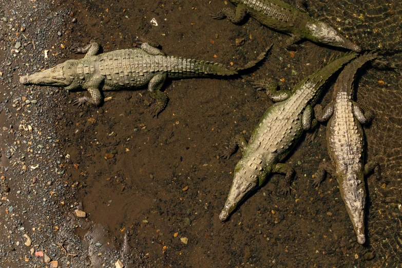 three large alligators that are standing on the ground