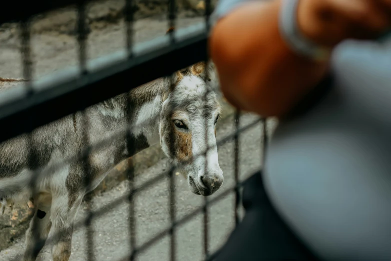 there is a small goat behind the cage