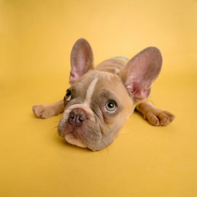 a small brown dog is laying down on a yellow surface