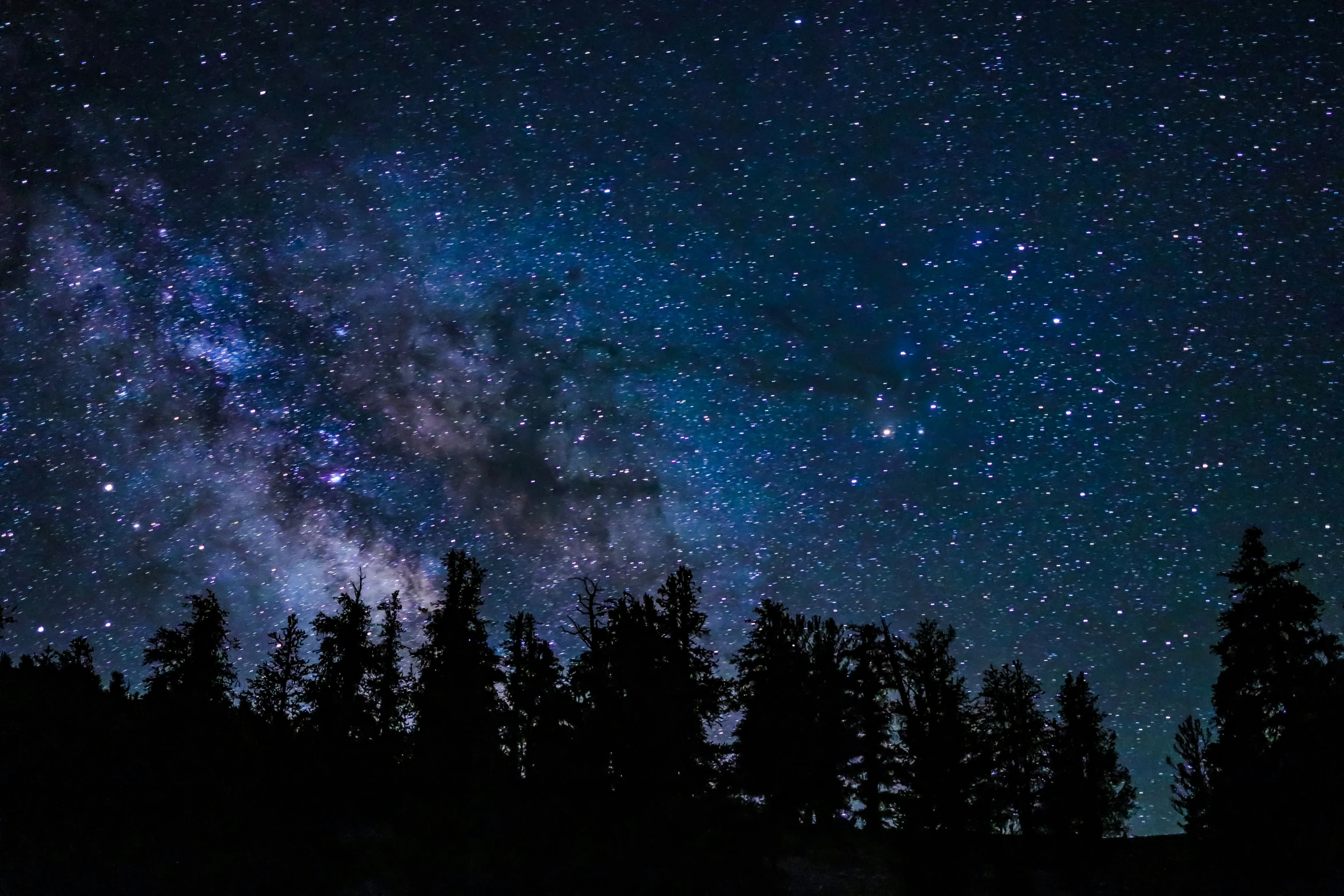 the night sky above the trees and stars