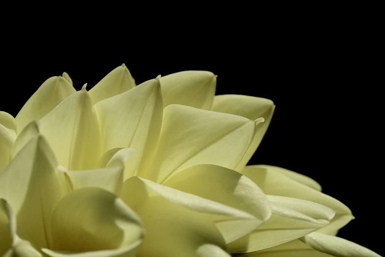 a close up image of a yellow flower