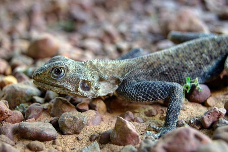 a lizard lays in the rocks and sand