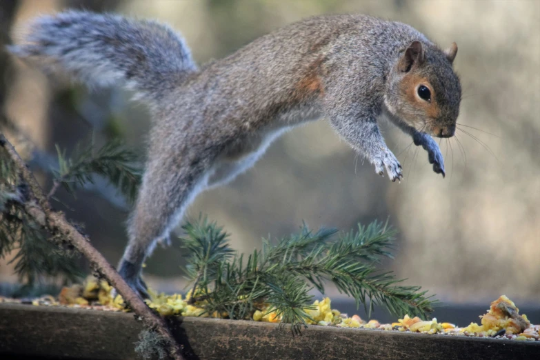 squirrel walking on the rim of a garden trough