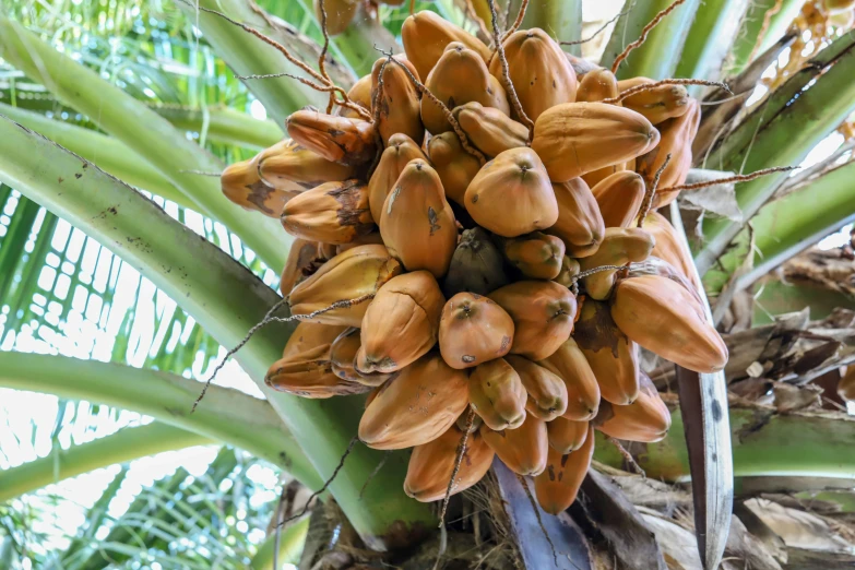 a banana tree with ripe and unripe bananas