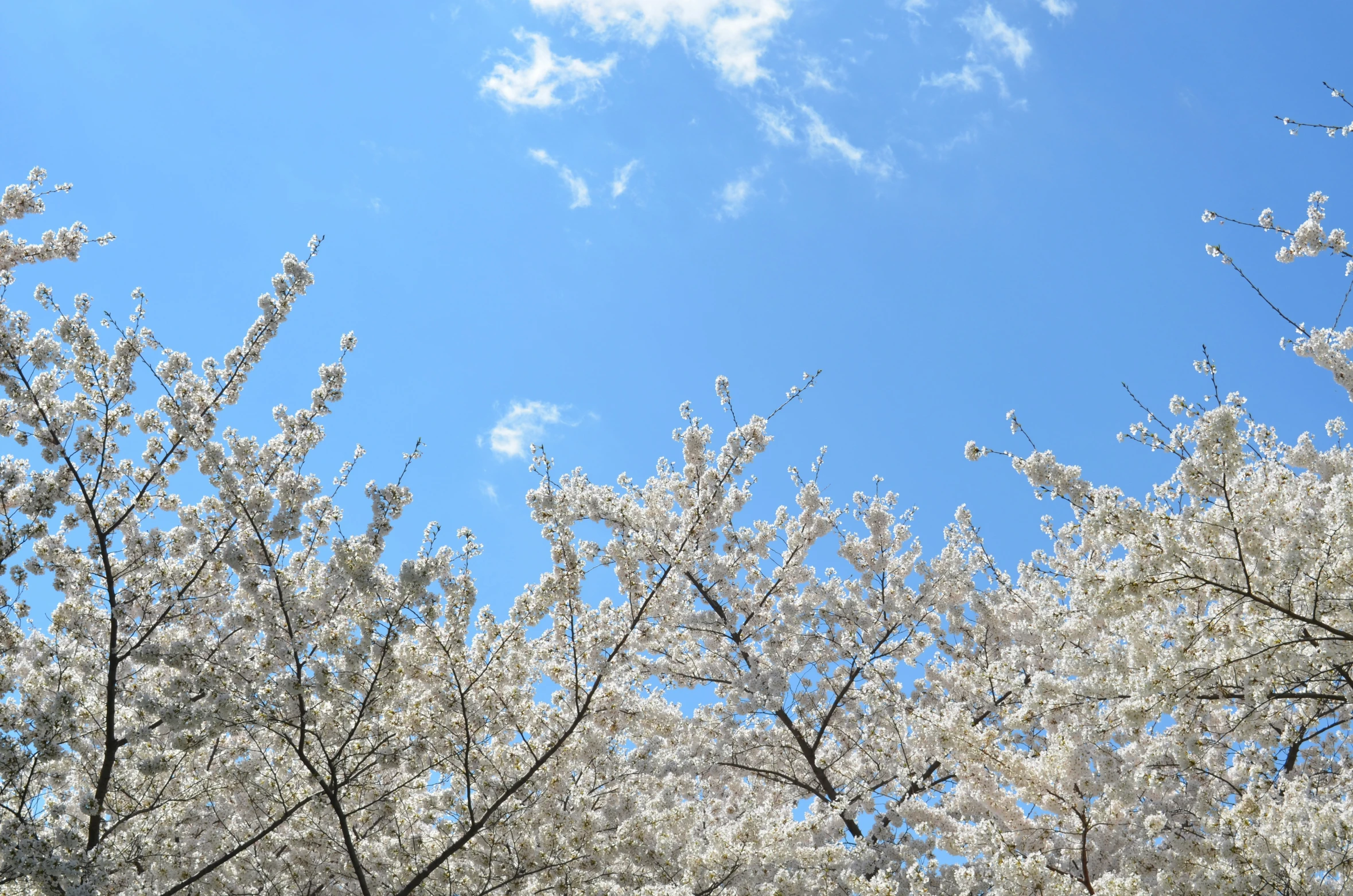 the trees are beginning to blossom and the sky is cloud