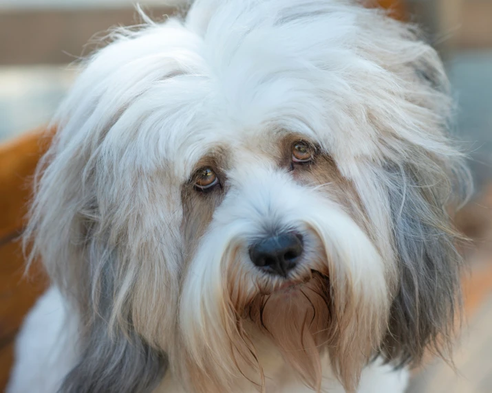 an adorable white and grey dog staring directly ahead