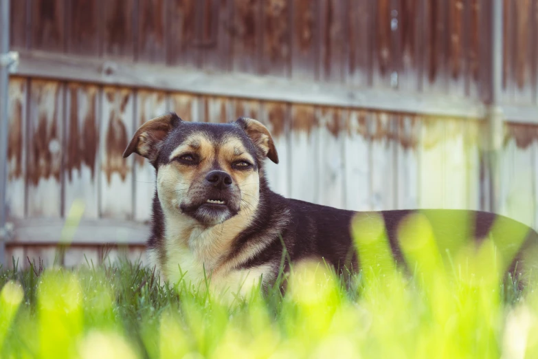 a brown dog laying in a green field