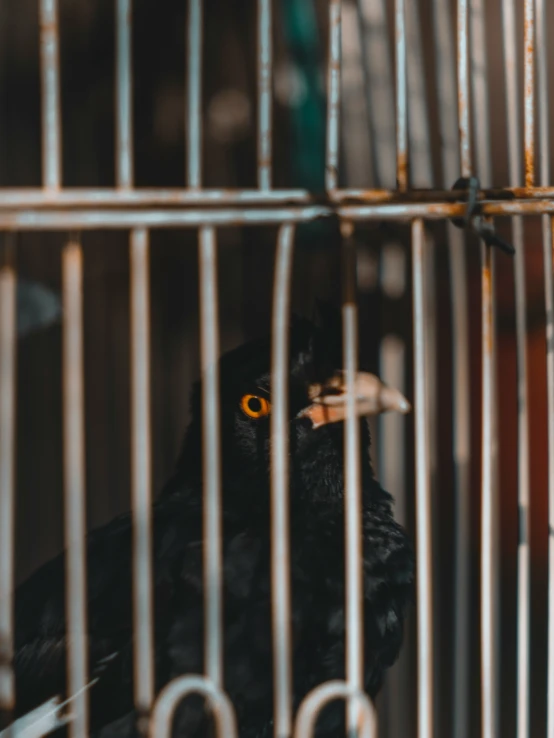 the bird is perched in his cage, looking outside