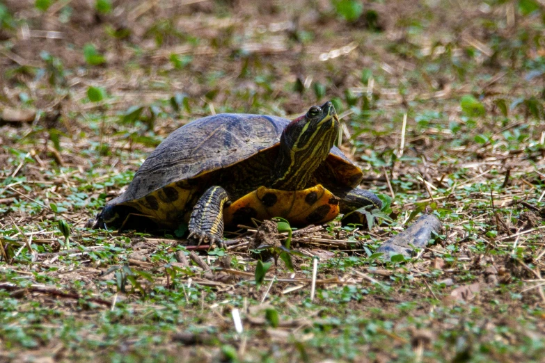 a small turtle is on the ground by itself