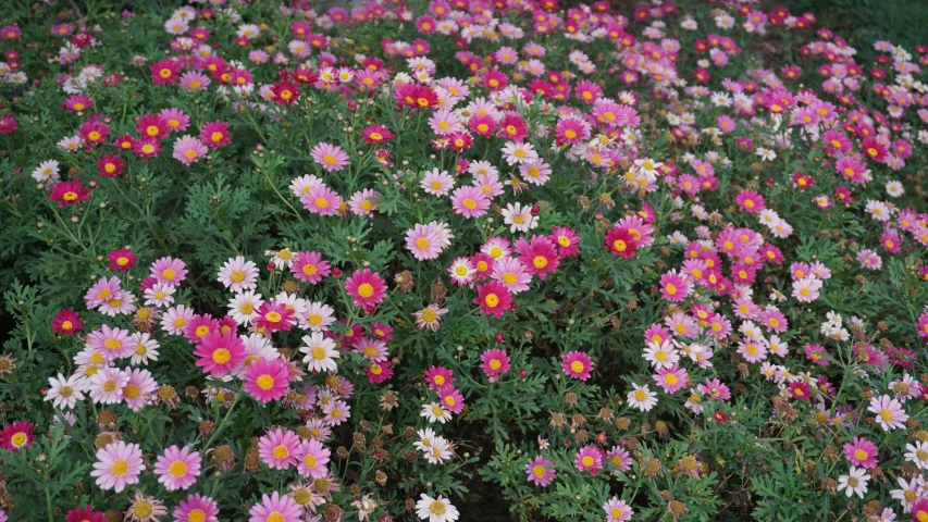 a bed of pink flowers next to green bushes