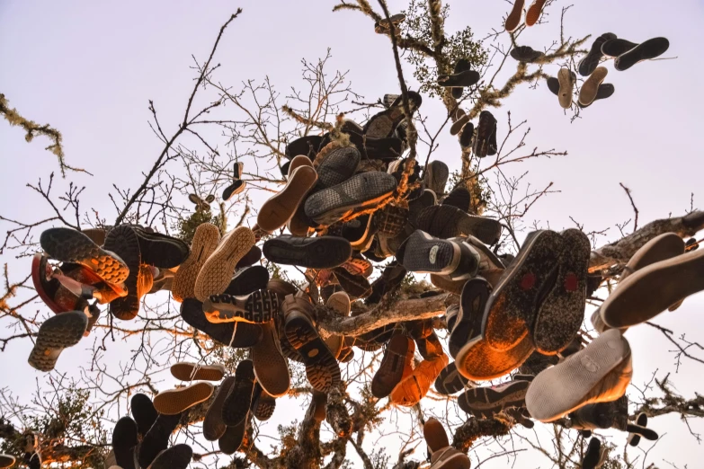 several shoes are stuck in the nches of this tree