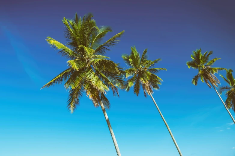 tall palm trees against a deep blue sky