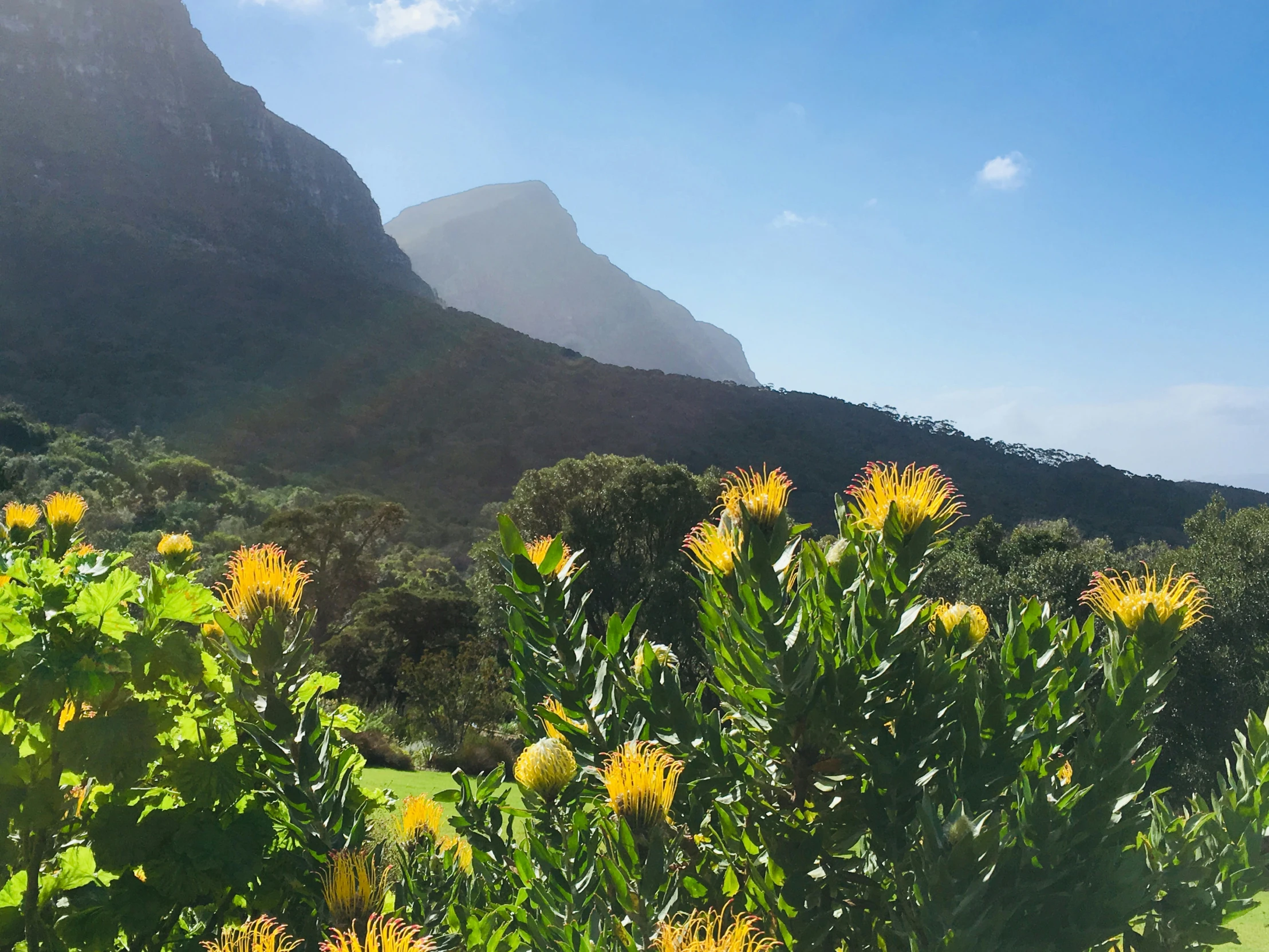 a large field of yellow flowers with mountains in the background