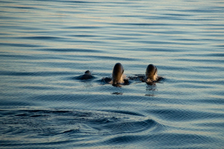 two ducks swim in the calm water