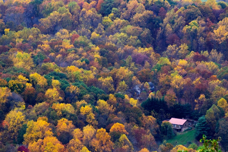 the view from a tree covered area in fall