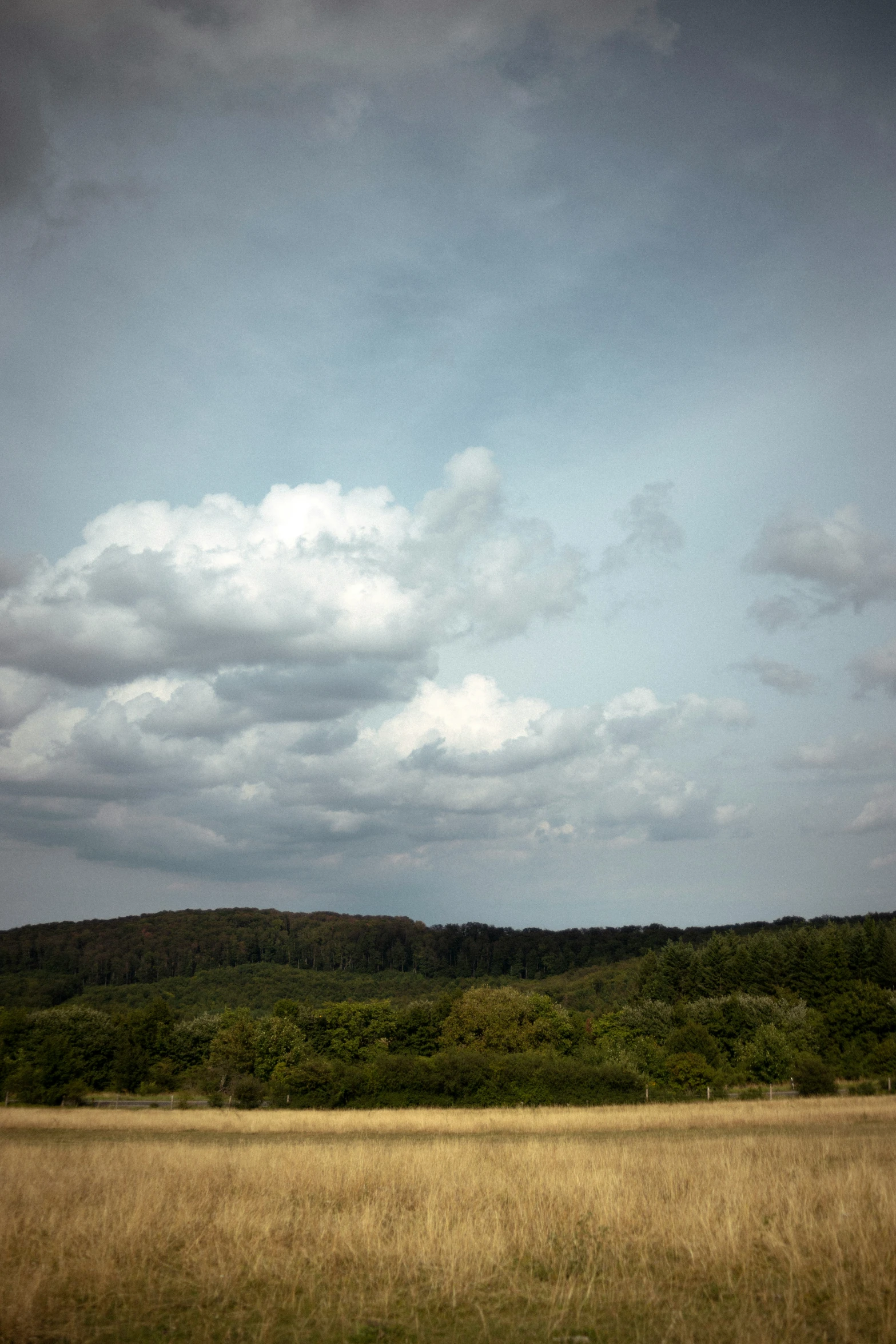 a grassy area with a tree lined hill