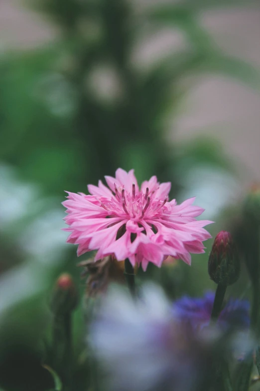 pink flower and blue flowers are featured on the po