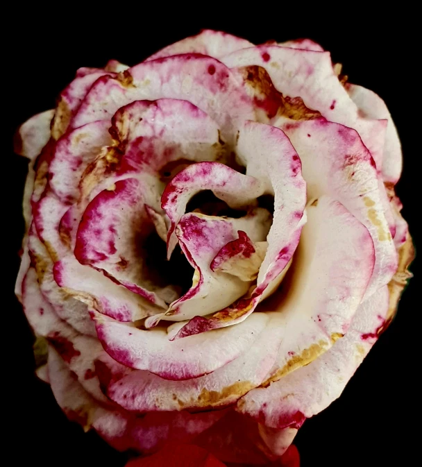 pink and white rose in the middle of its bloom