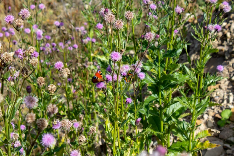 a erfly sitting on a purple flower in the middle of purple wildflowers