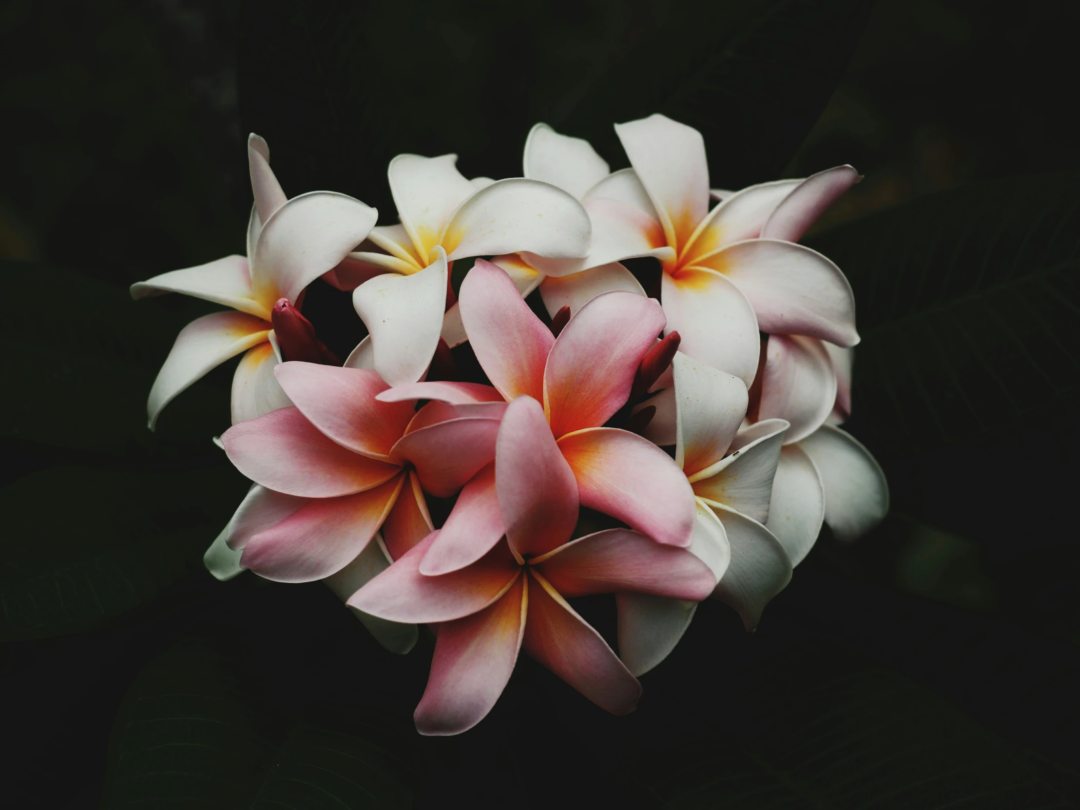 a group of pink flowers in the middle of the day