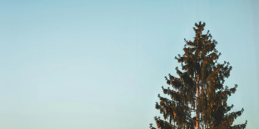 a bird is sitting in the top of a tree