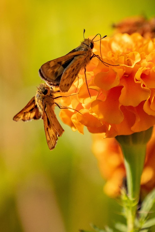 a brown erfly is perched on a flower