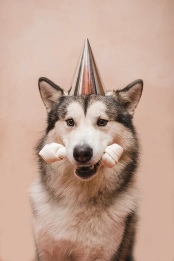 a husky dog wearing a party hat and eating doughnuts