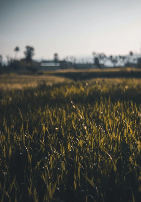 an animal that is standing in the grass