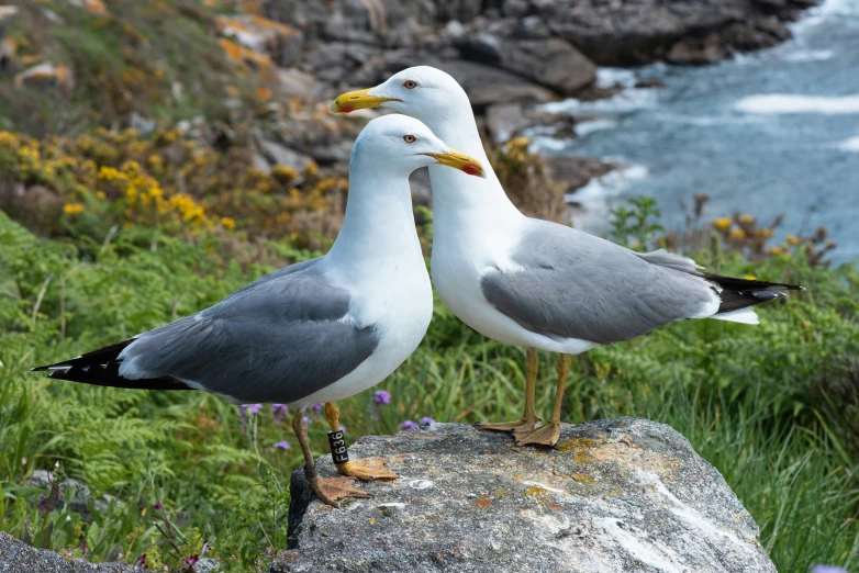 two birds that are standing on a rock