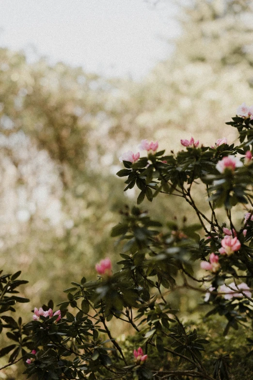 there is a rose bush outside with leaves on it