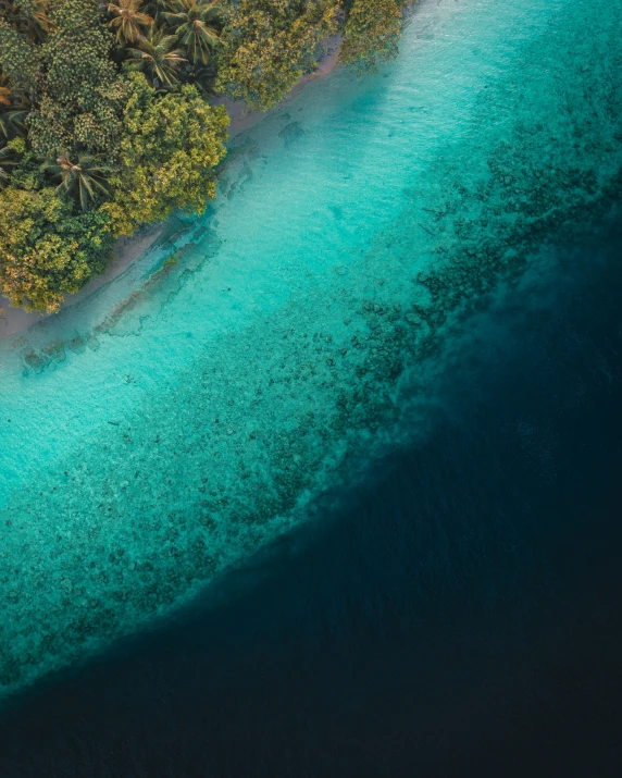 an aerial s of some tropical vegetation and water