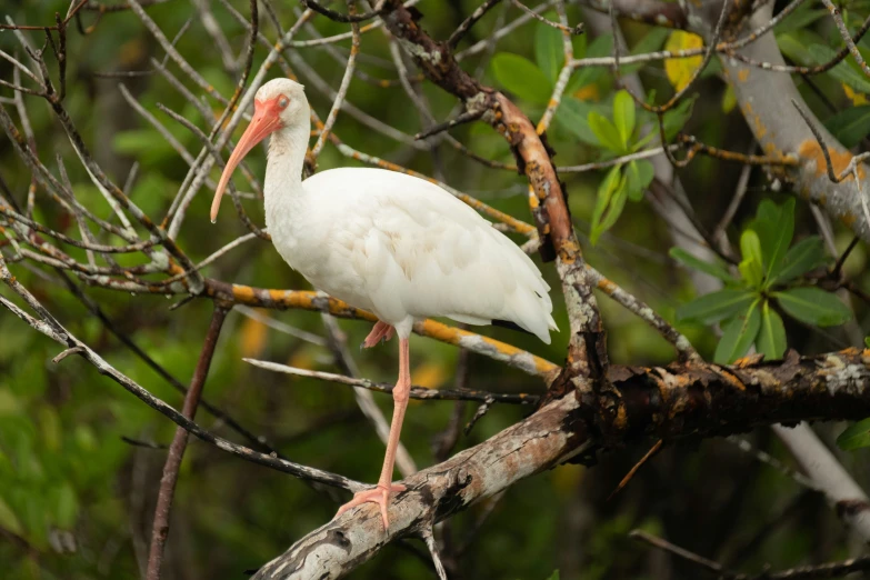 a white bird stands on a nch in a tree