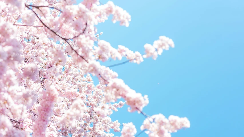 the nches of cherry trees are blossoming against the blue sky
