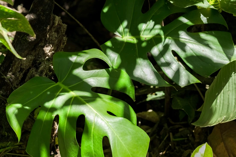 some leaves that are sitting on the ground