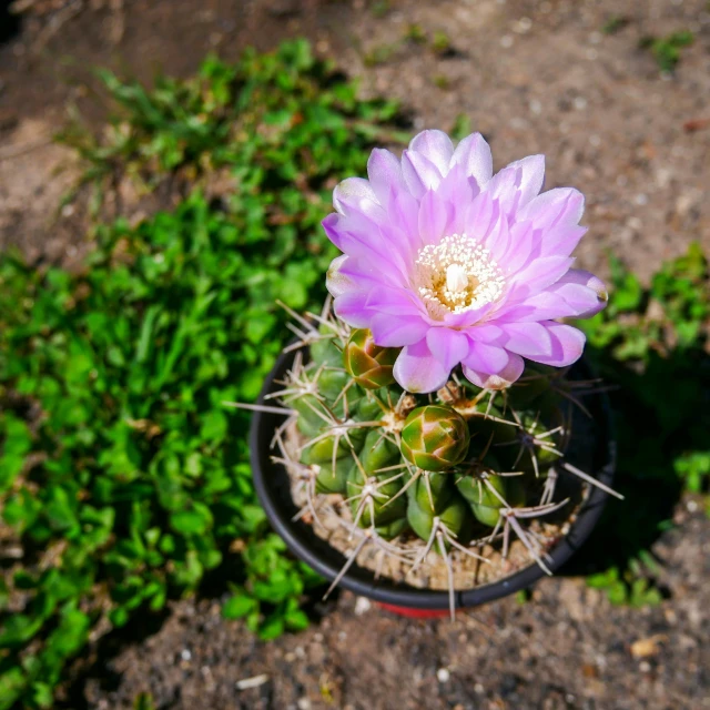 a large pink flower sitting on the top of a plant