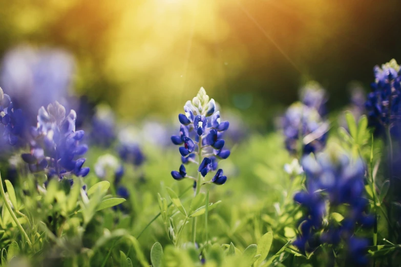 a close up image of blue flowers with sunlight coming in