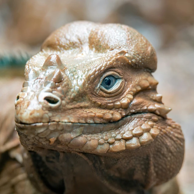 close up of a small lizard with blue eyes