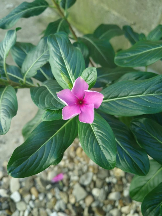 a pink flower is in front of some green leaves