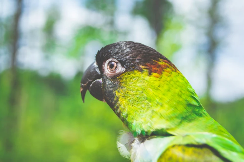 closeup of a parrot with tree in the background