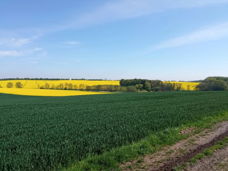 yellow flowers are growing in the green fields