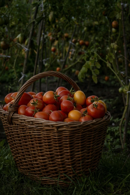 a wicker basket holding several different types of tomatoes