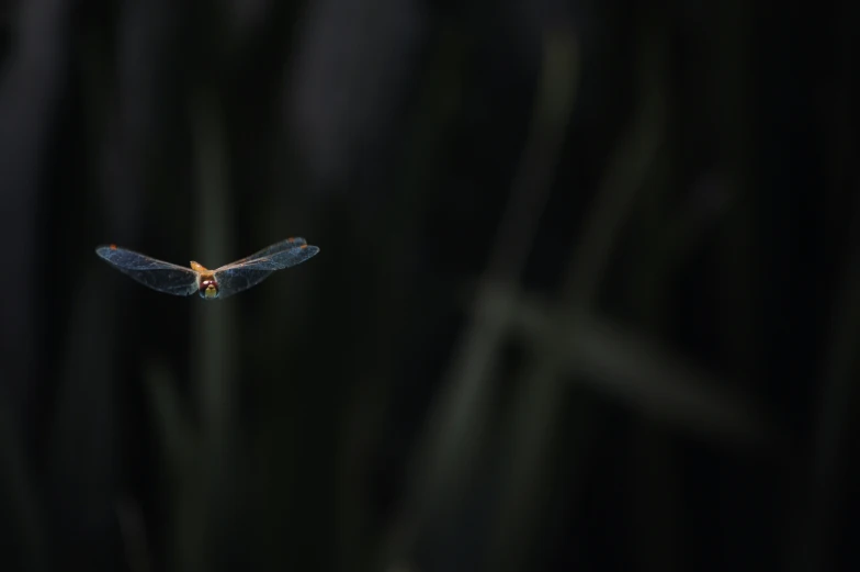 a small blue dragon flying in the sky