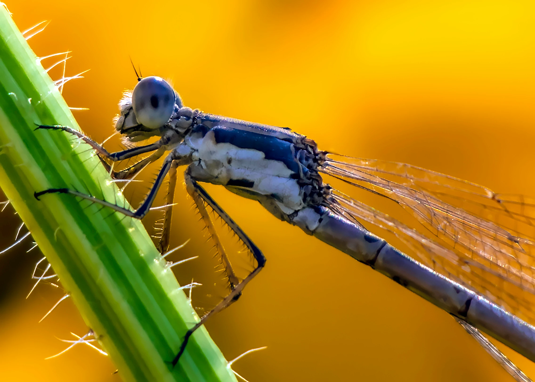 a dragonfly sits on a stick with wings spread