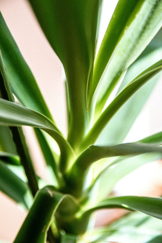 a very close up picture of some leaves