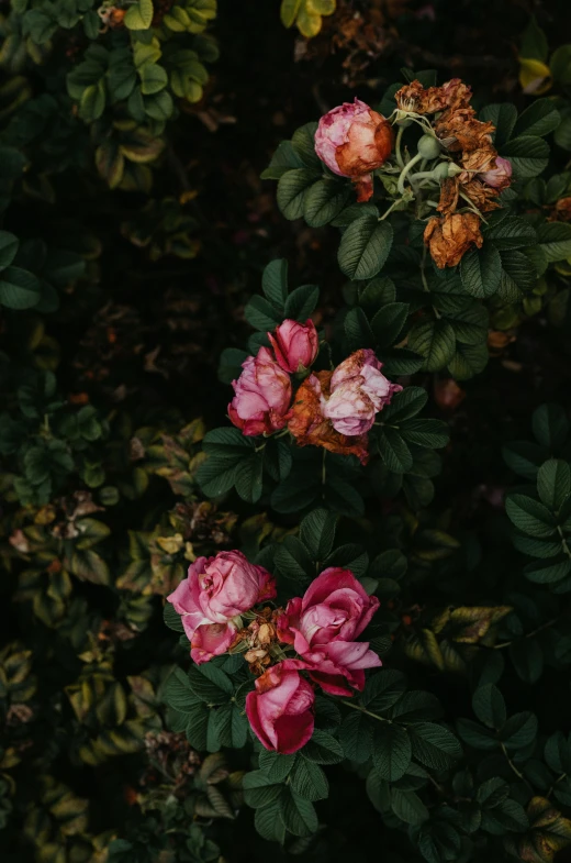 roses growing up to the surface on leaves