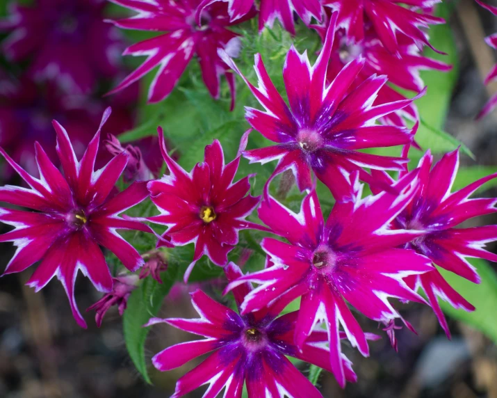 purple flowers in a field with leaves on the ground