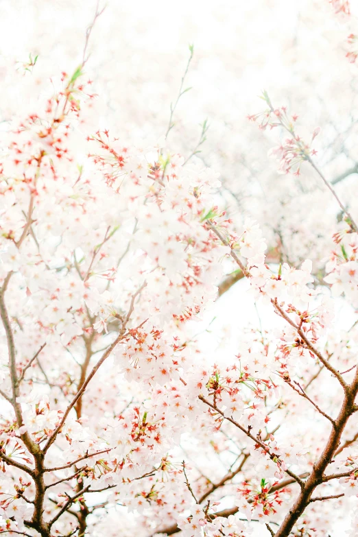 the light colored background shows lots of cherry blossoms