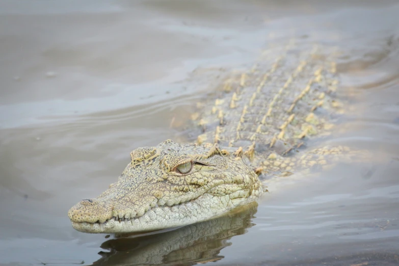 a large alligator's head submerged in the water