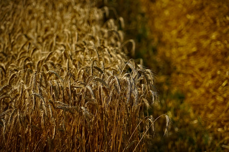 the image of some grain on the field that looks almost ripe